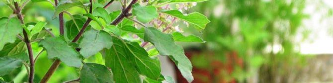 أهمية نبات تولسي