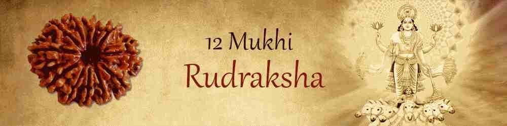 12 Mukhi Rudraksha: afhjælpning af alle dine problemer
