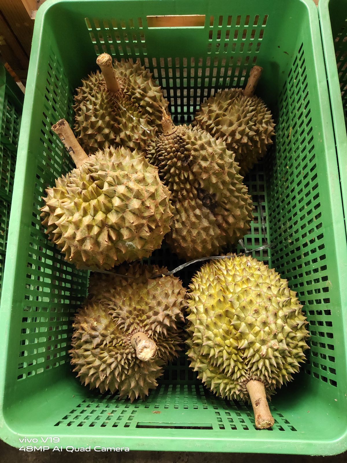 Bawor Durian