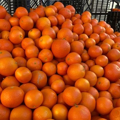 Sida mandariner