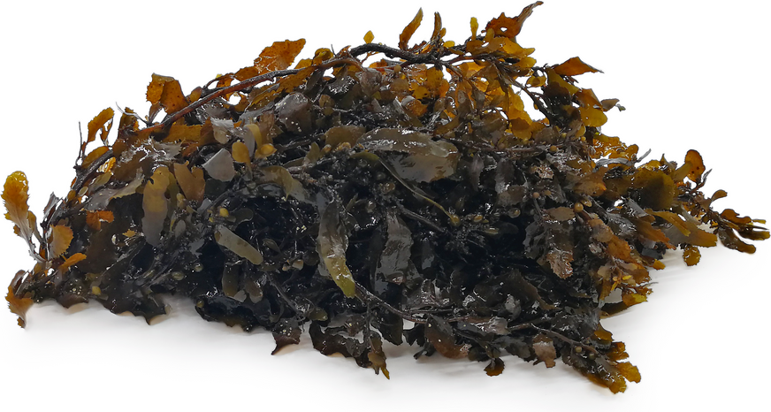 Sargassum Mořské řasy
