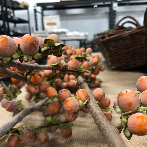 Lilac Persimmons