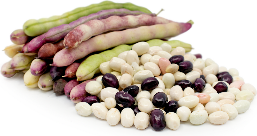 Kacang Kacang Oaxacan