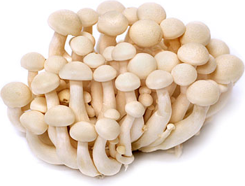 Hon Shimeji (valkoinen pyökki) sienet