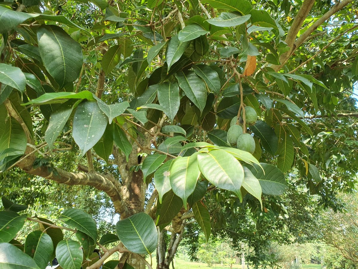 Čerstvé zelené ořechy
