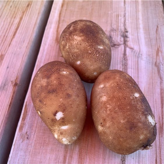 Kennebecské brambory