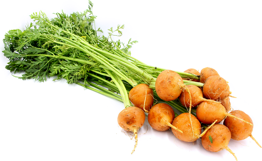 Petites carottes rondes