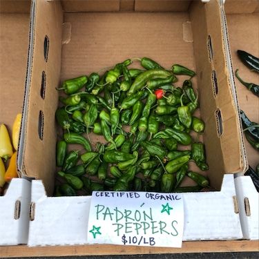 Padron Chile Peppers