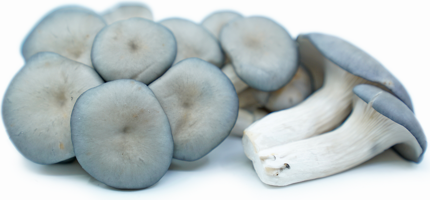 Funghi Di Ostrica Blu