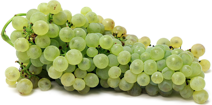 Chasselas Dore grožđe