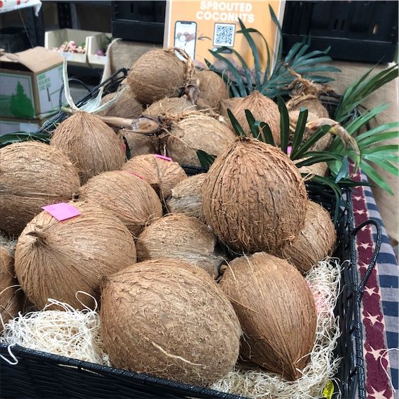 Diedzēts kokosrieksts