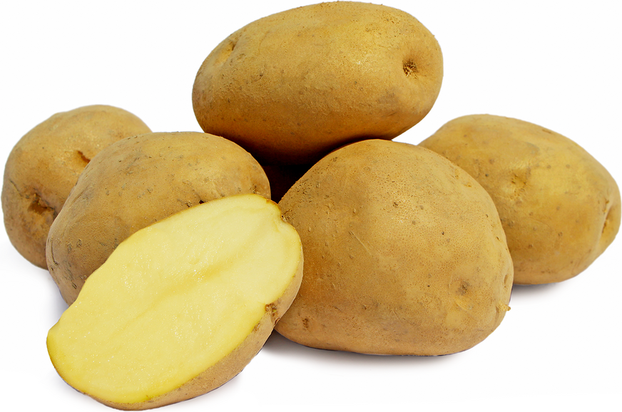 Kufri Pukhraj kartupeļi