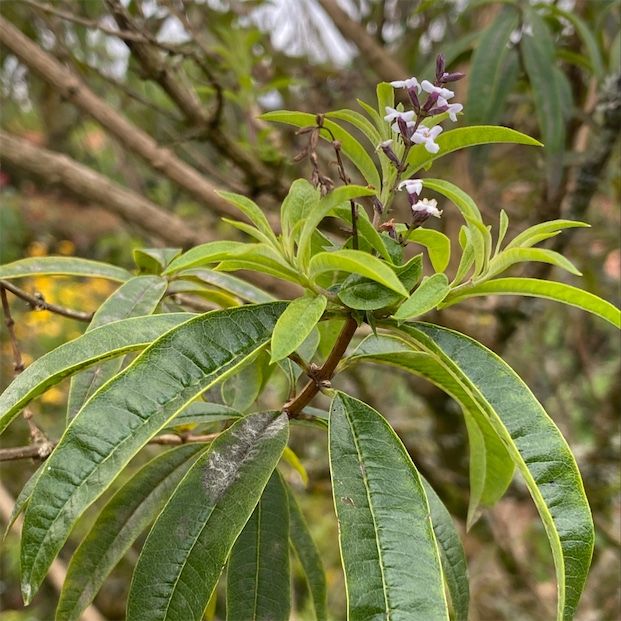 Limuna Verbena