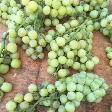 Valley Pearl Grapes