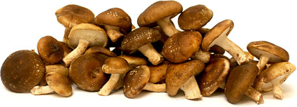 Ultrakleine Shiitake-paddenstoelen