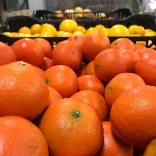 Fremont mandarine