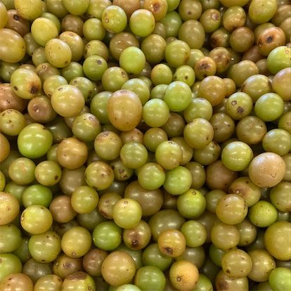 Anggur Muscadine Scuppernong