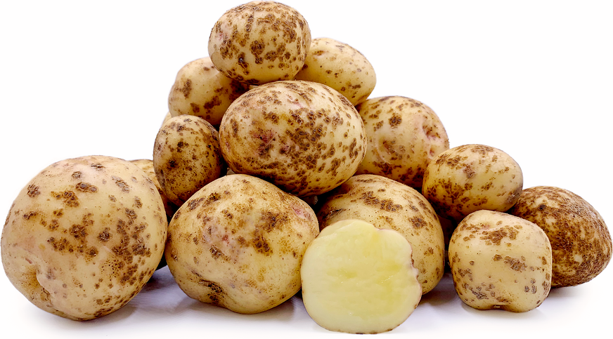 Pommes de terre Kita Akari