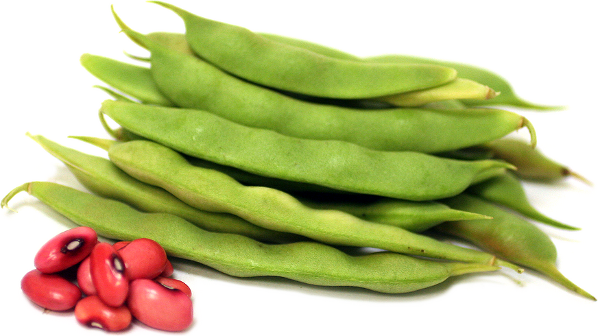 Hidatsa Red Shelling Beans