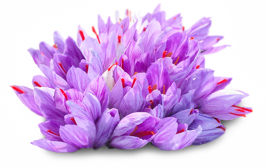 Bunga Saffron