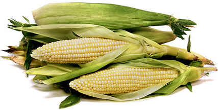 Bílá kukuřice