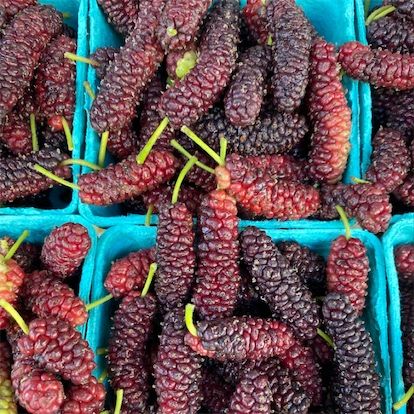 Mulberries del Pakistan