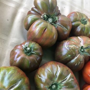 Rozā Berkeley kaklasaites tomāti