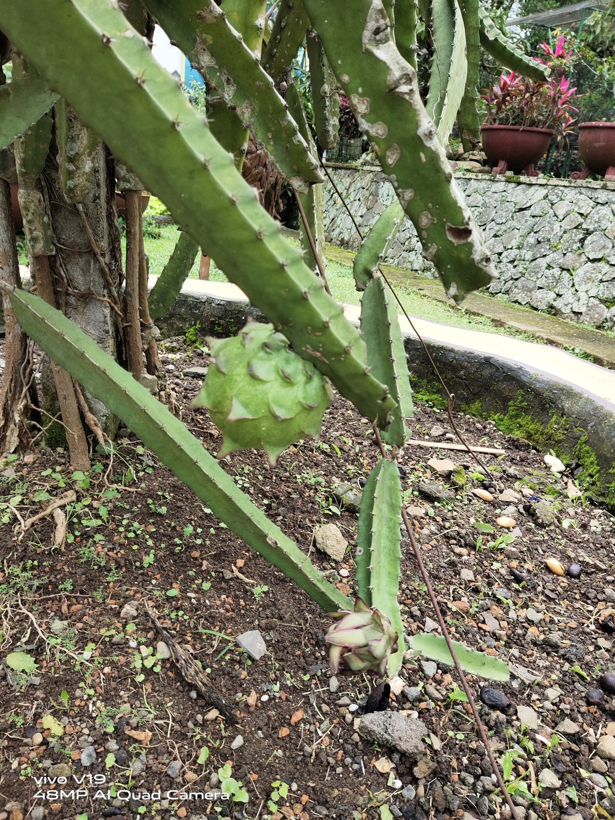 Fruit du dragon Pitaya