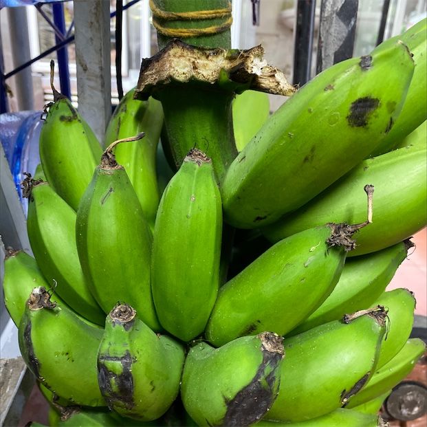Gvineo banāni