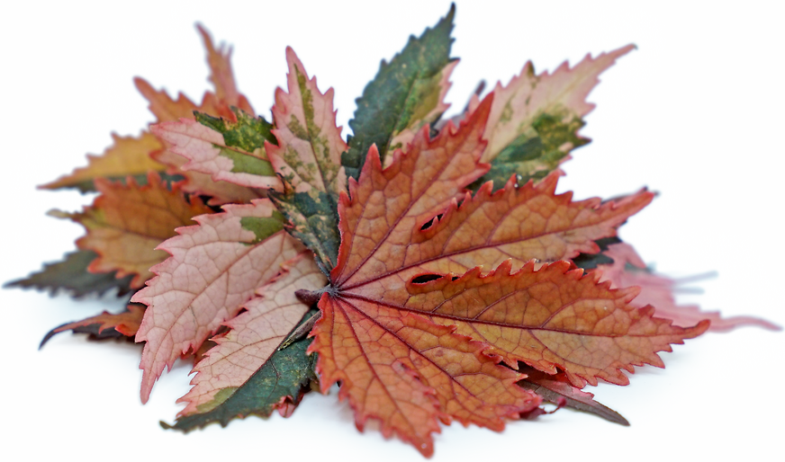 Micro Hibiscus Leaf ™