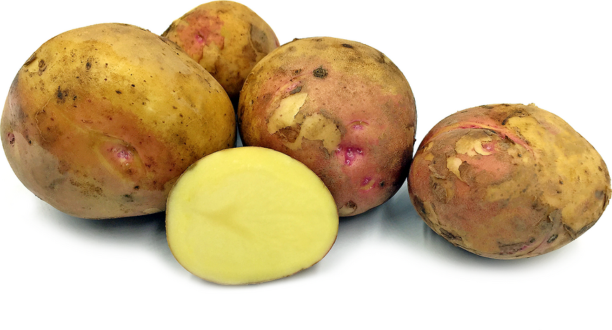 Prerijski rumeni krumpir