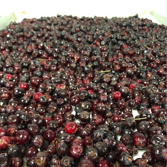 Pěstované Juneberries