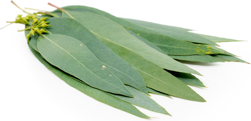 Eucalyptusblade