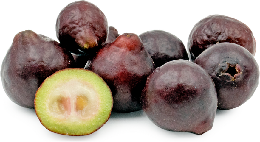 Purple Forest Guavaer