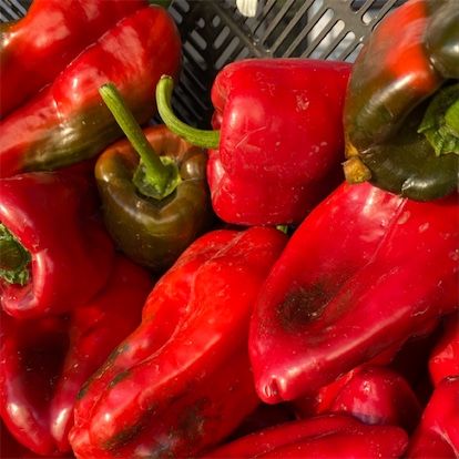 Red Pasilla Чили Peppers