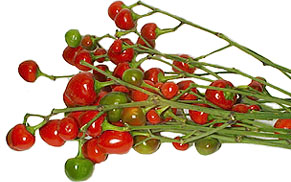 Vynmedžio raudonųjų vyšnių pipirai