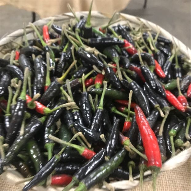 Černá kobra chilli papričky