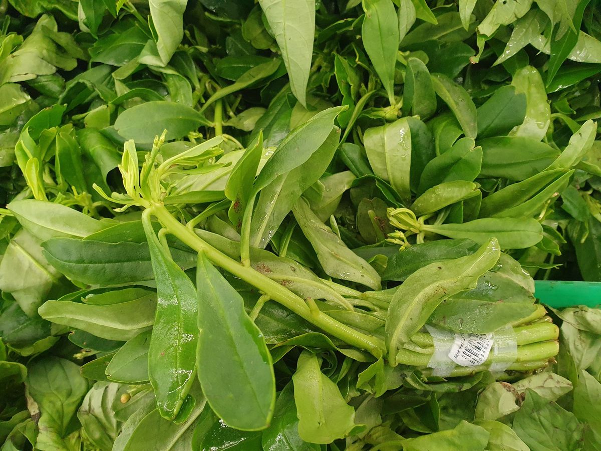 Javanesiske ginsengblade