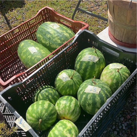 Persönliche Wassermelone
