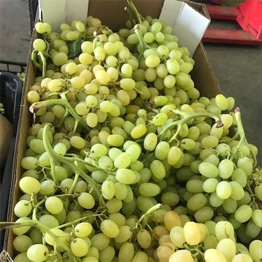 Vihreät Muscat-viinirypäleet