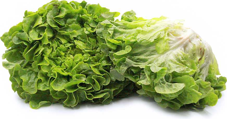 Zelena salata od listova hrasta