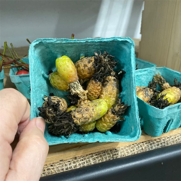 Fruit de cactus en baril