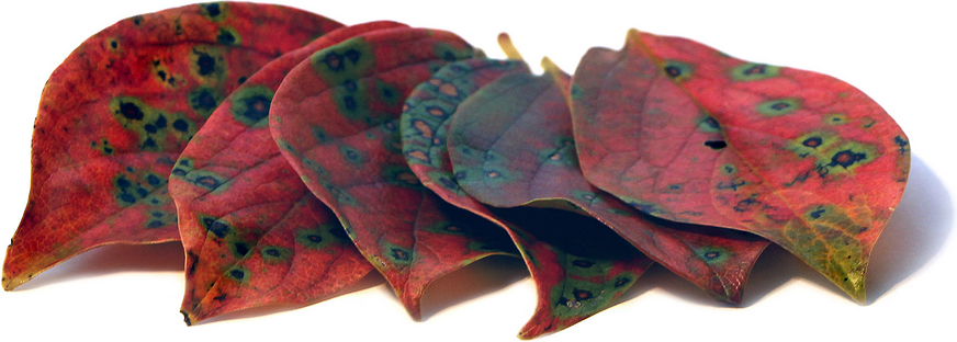Datolyaszilva levelek