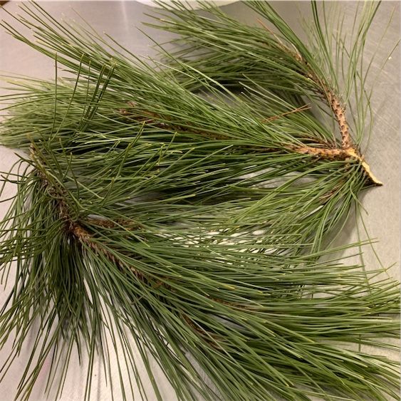 Jarum Pinus
