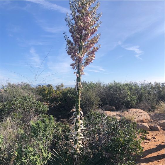 Yucca Cactus Buds