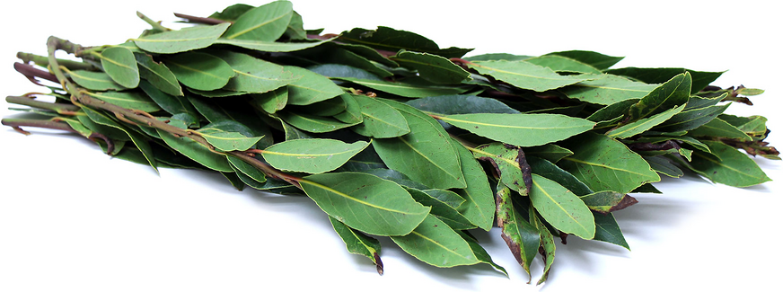 Foraged California Bay Leaves