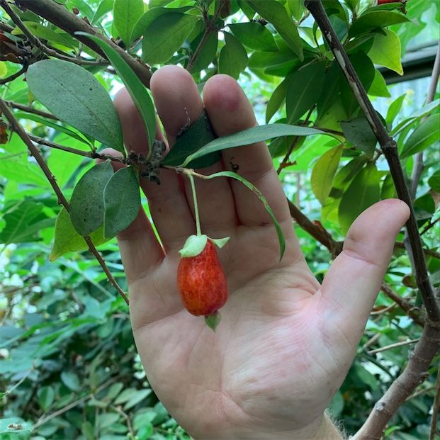 Cherry of the Rio Grande Berries