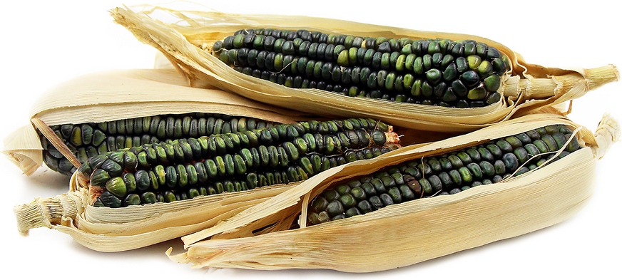 Oaxacan Green Dent kukuřice