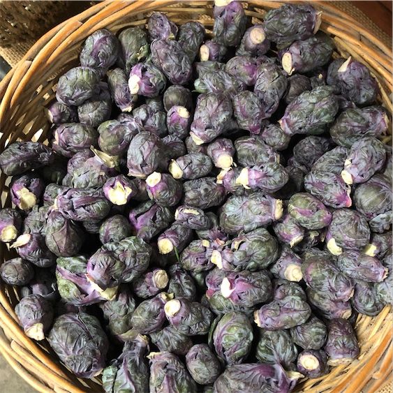 紫芽キャベツ