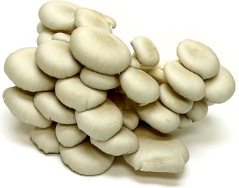 Cogumelos Ostras Bebês